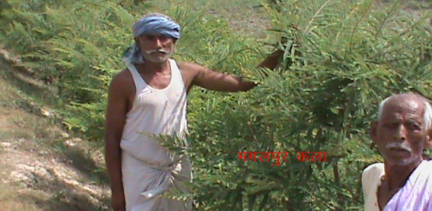 मंगलपुर कला नौतन पश्चिम चम्पारण